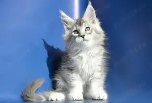 Pisici Maine Coon cu pedigree!  - imagine 3