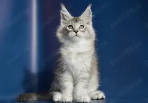 Pisici Maine Coon cu pedigree!  - imagine 2