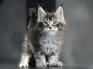 Pisici Maine Coon cu pedigree, exemplare deosebite!