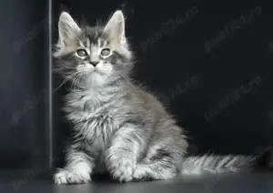 Pisici Maine Coon cu pedigree, exemplare deosebite! - imagine 2 Pisici Maine Coon cu pedigree, exemplare deosebite! - imagine 2