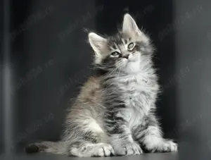 Pisici Maine Coon cu pedigree, exemplare deosebite! - imagine 3 Pisici Maine Coon cu pedigree, exemplare deosebite! - imagine 3