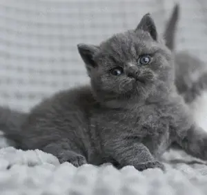 Pisici British SHORTHAIR.