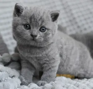 Pisici British SHORTHAIR. - imagine 2