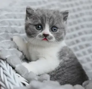 Pisici British SHORTHAIR. - imagine 3