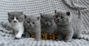 Pisici British SHORTHAIR. - imagine 4