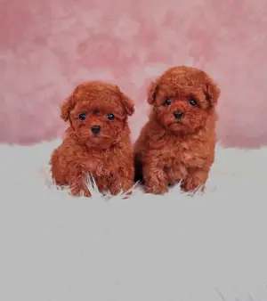 Poodle TOY cu pedigree.  - imagine 4