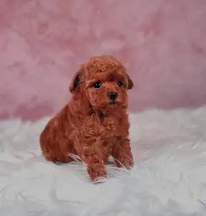 Poodle TOY cu pedigree.  - imagine 2