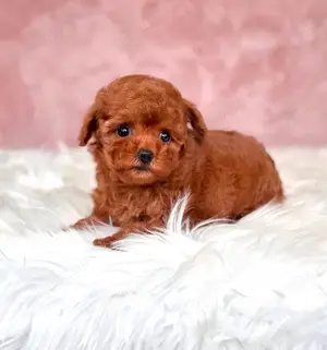 Poodle TOY cu pedigree.  - imagine 3