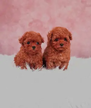 Poodle TOY cu pedigree.  - imagine 5