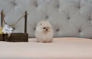 Pomeranian cu pedigree! - imagine 3