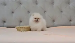 Pomeranian cu pedigree! - imagine 4
