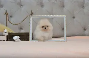 Pomeranian cu pedigree!