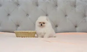 Pomeranian cu pedigree! - imagine 2