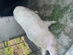 Purcea peste 300kg - imagine 2