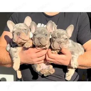 Bulldog Francez  Big Rope - imagine 2