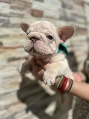 Bulldog Francez  Big Rope - imagine 3