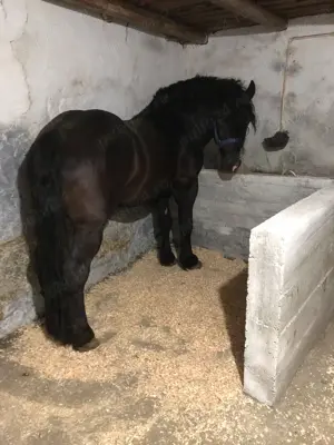 Armasar pentru monta - imagine 2