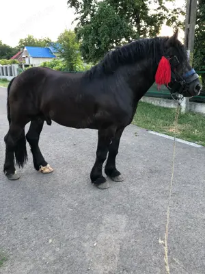 Armasar pentru monta