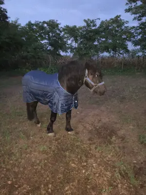 Armasar pentru monta - imagine 3