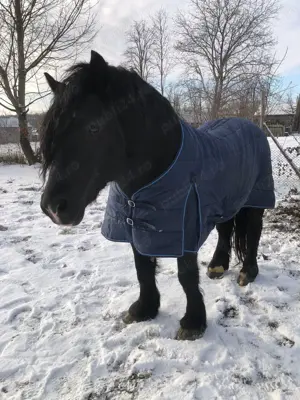 Armasar pentru monta - imagine 5