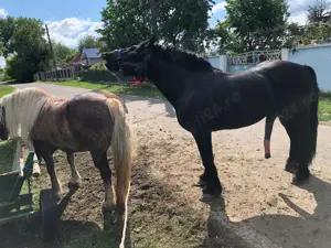 Armasar pentru monta - imagine 4