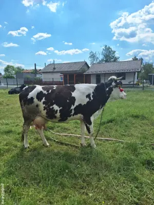  Vaca de vanzare - imagine 2