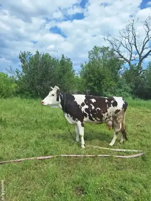  Vaca de vanzare - imagine 3