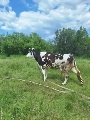  Vaca de vanzare - imagine 4