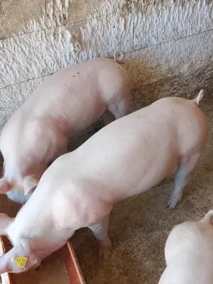 Șoldani buni pentru rotisor sau de ținut 