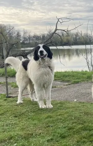 Câini Ciobănesc Românesc de Bucovina de vânzare  - imagine 2