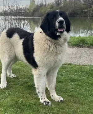 Câini Ciobănesc Românesc de Bucovina de vânzare  - imagine 3