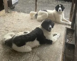 Câini Ciobănesc Românesc de Bucovina de vânzare