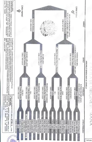 Câini Ciobănesc Românesc de Bucovina de vânzare  - imagine 4