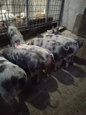 Porci de rasă pietrean și landras  - imagine 2