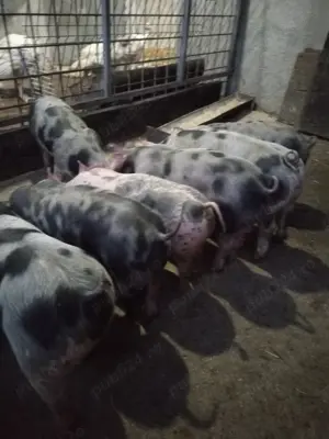 Porci de rasă pietrean și landras  - imagine 4