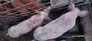 Vand purcei 7 saptamani