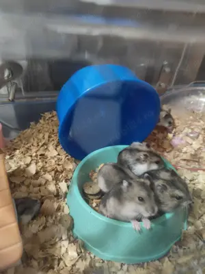 Vand hamsteri pitici