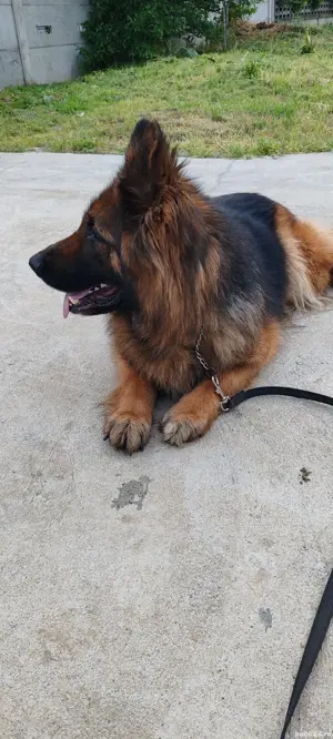 vînd femelă ciobanesc german 4 anii