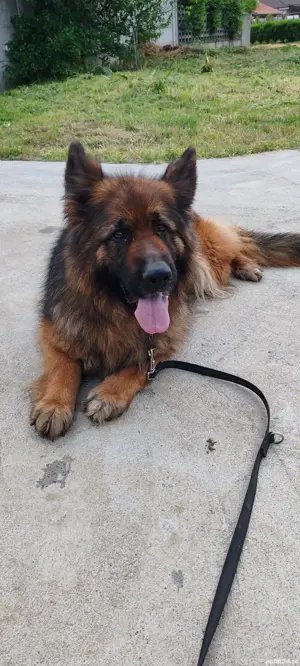 vînd femelă ciobanesc german 4 anii - imagine 3