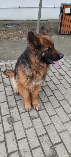 vînd femelă ciobanesc german 4 anii - imagine 4