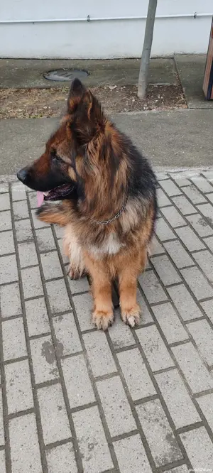 vînd femelă ciobanesc german 4 anii - imagine 5