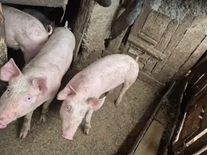 De vanzare porci  suldani  - imagine 2