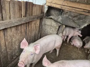 De vanzare porci  suldani 