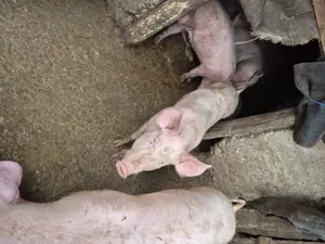 De vanzare porci  suldani  - imagine 3