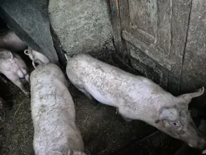 De vanzare porci  suldani  - imagine 4