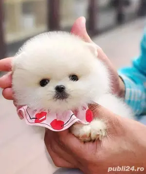 Pomeranian mini ursuleț
