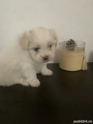 Bichon maltez Mini Toy - imagine 4