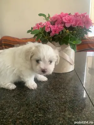 Bichon maltez Mini Toy - imagine 5