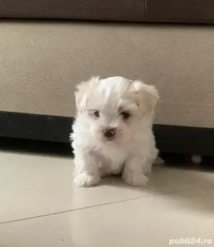 Bichon maltez Mini Toy - imagine 3