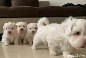 Bichon maltez Mini Toy - imagine 2